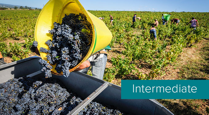 Beaujolais.jpg