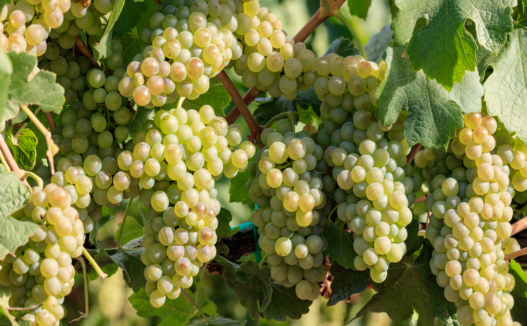 1086x672 chenin vine.png (1)